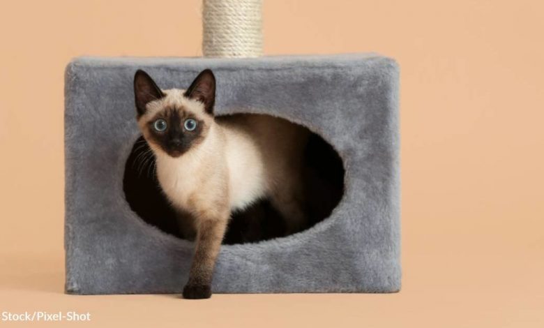 Climb or hide in nooks and crannies: Is your cat the one in the trees or in the bushes?