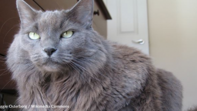 Redditors gather donations for life-saving cat treatment