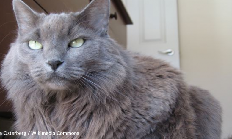Redditors gather donations for life-saving cat treatment