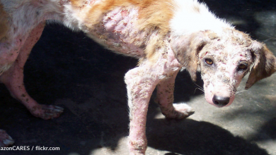 Street Dog With Terrible Mange Spends Months Recovering