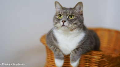 New study suggests Cats keep mental tabs for us while we're at home