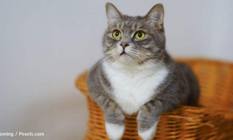 New study suggests Cats keep mental tabs for us while we're at home
