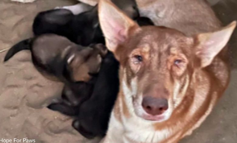 Mama, abandoned in the desert, is rescued with her six puppies