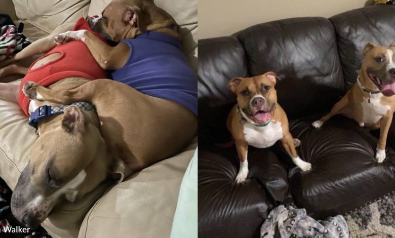 Shelter volunteers and her husband adopted two three-legged dogs
