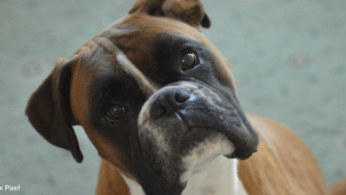 Emotional boxer loves to play with his newborn sister