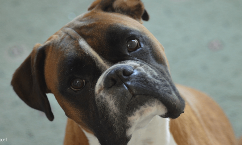Emotional boxer loves to play with his newborn sister