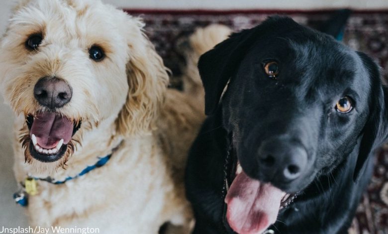 The most popular male and male dog names in 2021
