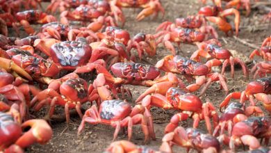 Red crabs prevent cars from circulating on the roads of Christmas Island