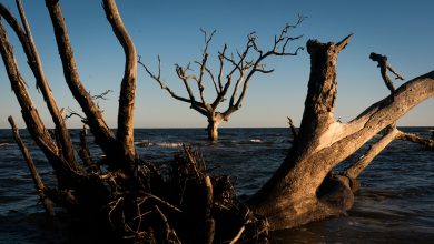 Rising sea levels threaten the lives and livelihood of those on a fragile U.S. coast : NPR