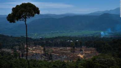 Indonesia signals about-face on COP26 deforestation pledge