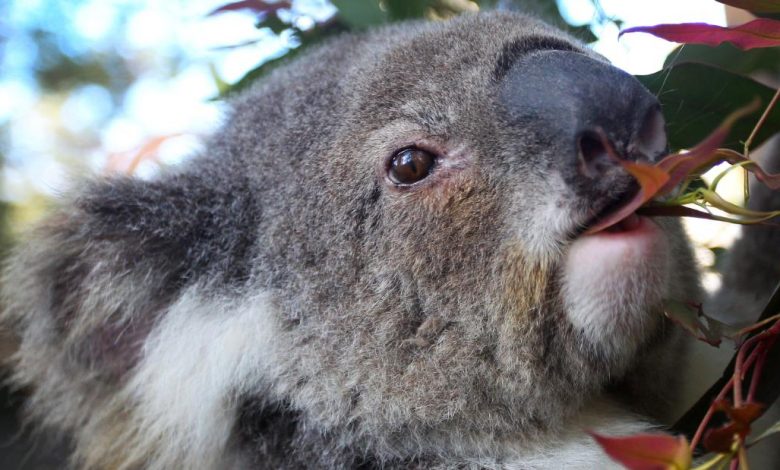 Koalas are dying from chlamydia and climate change is making it worse