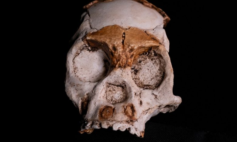 Fossil of early hominid child who died almost 250,000 years ago found in South Africa