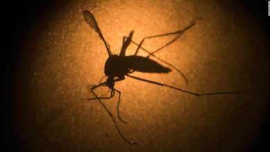 India Zika outbreak sees surge of nearly 100 cases