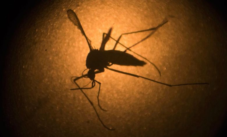 India Zika outbreak sees surge of nearly 100 cases