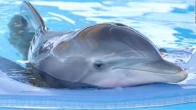 Winter the dolphin, beloved 'Dolphin Tale' animal, has died
