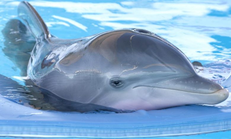 Winter the dolphin, beloved 'Dolphin Tale' animal, has died