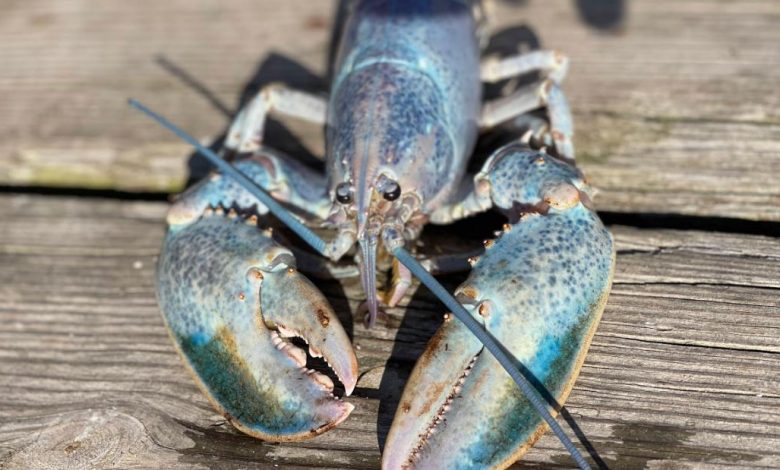 Haddie, a rare 'cotton candy' lobster caught in Maine