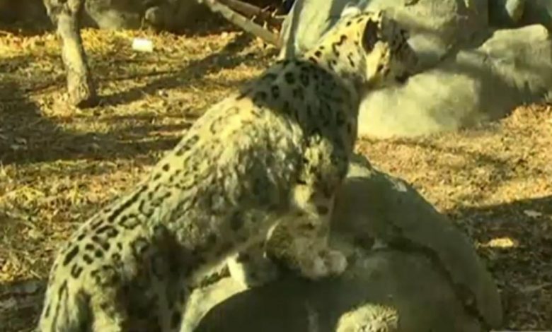 Snow leopards die of Covid-19 complications at Nebraska zoo