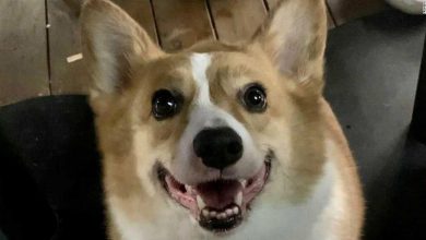 The killing of a corgi shows how government power has grown in China in the name of stopping Covid