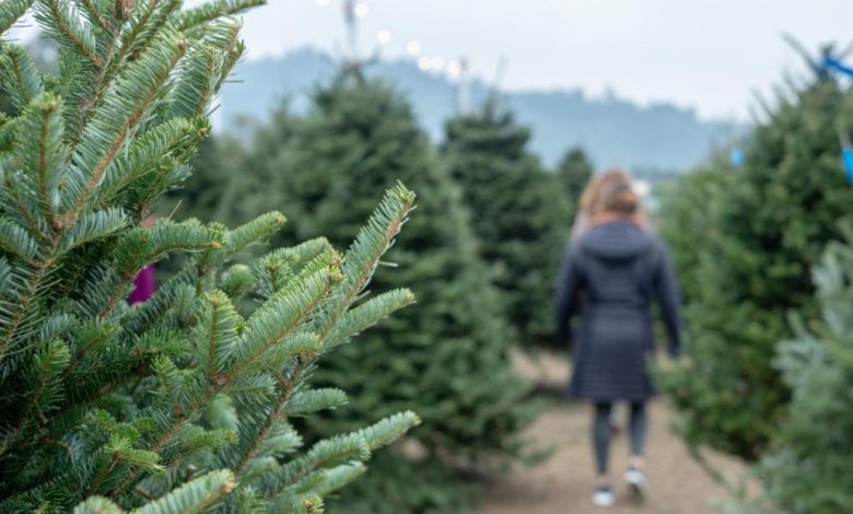 Why the 2008 financial crisis affected this year's Christmas tree