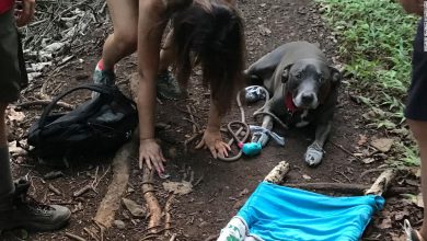 A 12-year-old boy scout used his skills to rescue a lost couple and their injured dog on a trail in Hawaii.