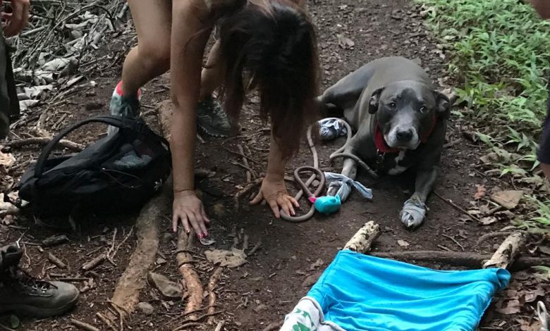 A 12-year-old boy scout used his skills to rescue a lost couple and their injured dog on a trail in Hawaii.