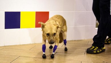 Russian rescue dog Monika gets a new leash about life after prosthetic surgery