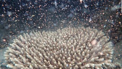 New corals are born on the Great Barrier Reef