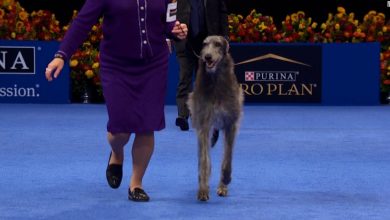 Scottish Deer Hound Claire won the Best in Show award for the first time in a row at the National Dog Show