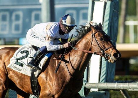 Hit the Road Withdrawn from Breeders' Cup Mile