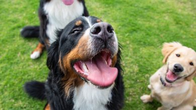 What is the best dog breed for me? Experts reveal how to choose