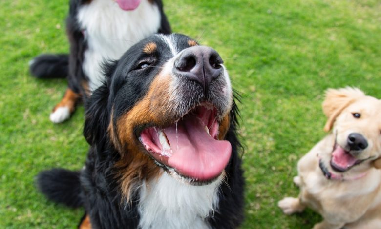What is the best dog breed for me? Experts reveal how to choose
