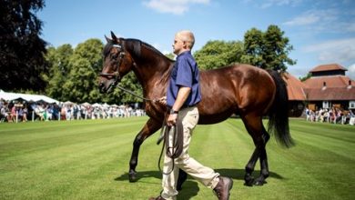 Dubawi Tops Dalham Hall Roster, Palace Pier Joins