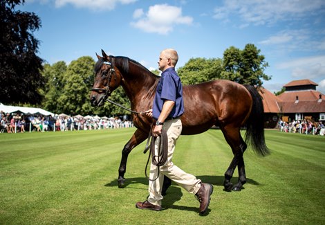 Dubawi Tops Dalham Hall Roster, Palace Pier Joins