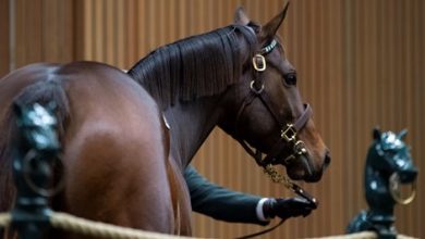 Two HORA Supplements to Keeneland November Sale