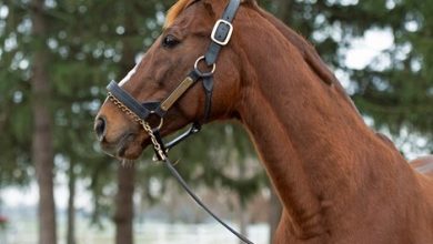 Sudden Illness Claims Leading Turf Sire English Channel