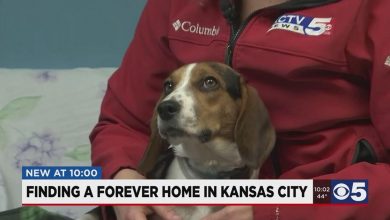 More than 500 dogs rescued in Iowa, 142 transferred to Wayside Waifs in KC to be adopted | News