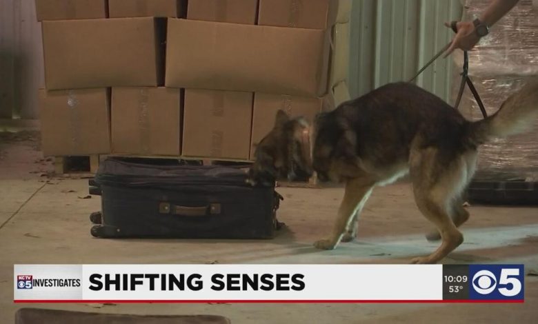 Changing drug laws means changing training for police K-9 units | Investigations
