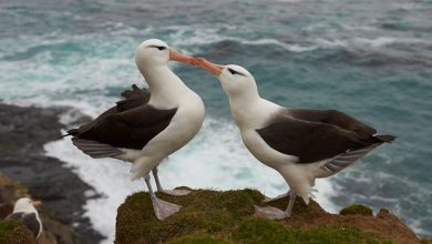 Albatross Divorce Rate - Rising With That?
