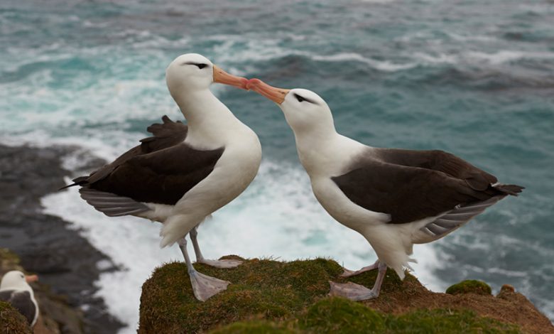 Albatross Divorce Rate - Rising With That?