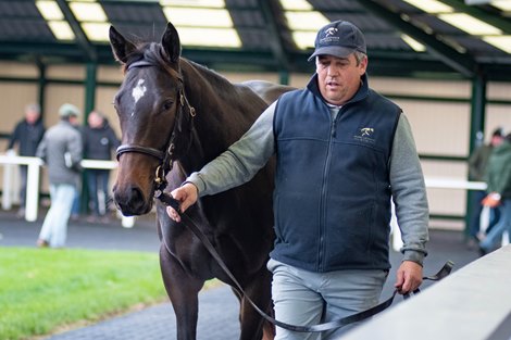 Record-Breaking Trade at Goffs Autumn Yearling Sale
