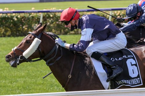 Twilight Payment Retired After Melbourne Cup Loss