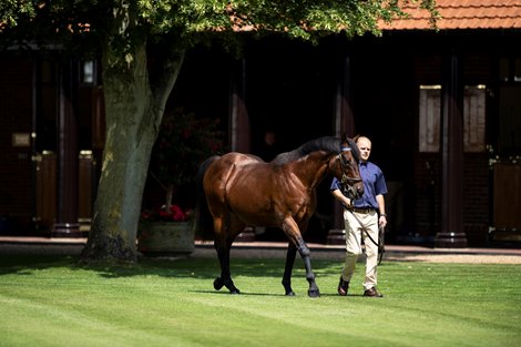 Dubawi Leading Sire by Breeders' Cup Entrants