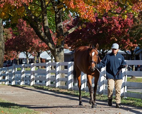 High Expectations for Keeneland November Sale