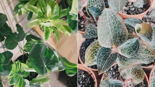 Botaniful’s indoor plant tips as the season changes in Edmonton