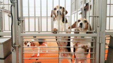 An NIH-Supplying Beagle Factory Is Just the Beginning