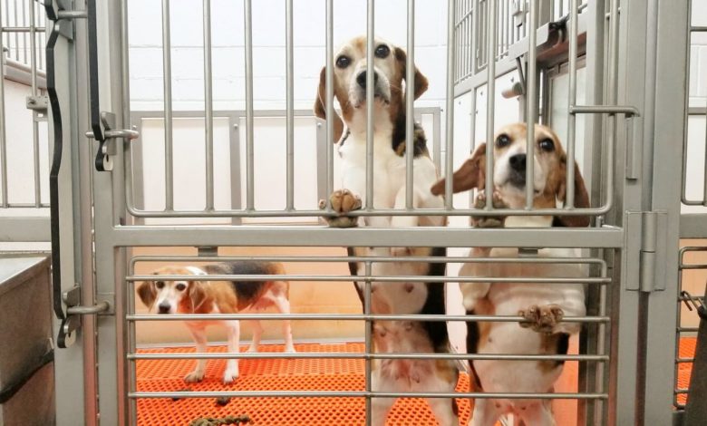 An NIH-Supplying Beagle Factory Is Just the Beginning