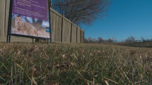 Urban coyotes becoming audacious in Edmonton, how to deter them