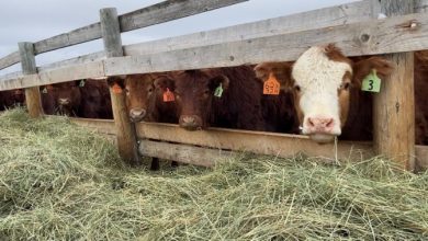 Prairie livestock producers facing shortage of feed, water as winter sets in