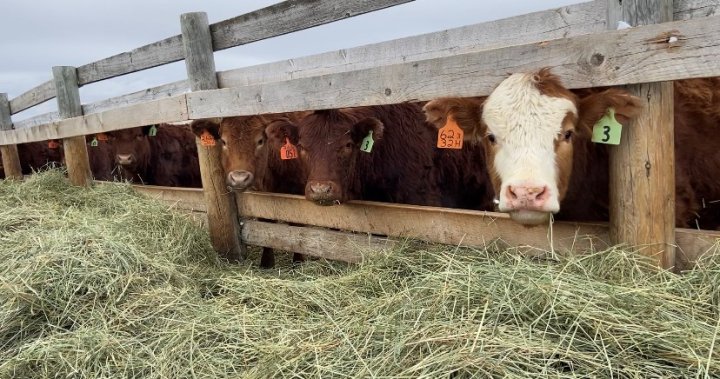 Prairie livestock producers facing shortage of feed, water as winter sets in